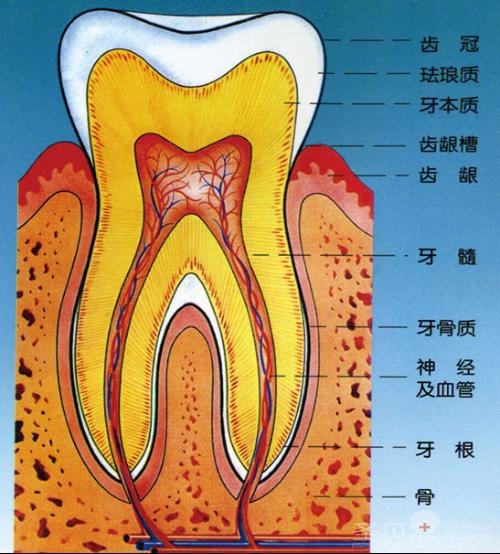 牙根分布示意图图片